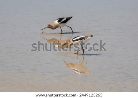These American avocets are sporting breeding plumage in this small pond near Trona, CA, USA. 