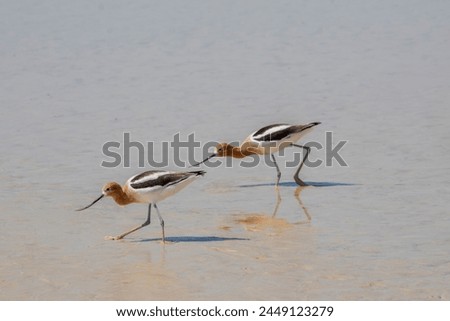 These American avocets are sporting breeding plumage in this small pond near Trona, CA, USA. 