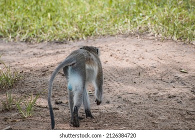 These Baboons were captures in their natural state in the Mikumi National Park located in Tanzania, Africa.