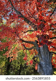 These beautiful fall colors cannot be unnoticed. 