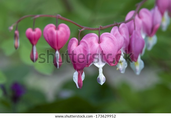 These\
are beautiful pink Bleeding Heart flowers (Dicentra spectabilis or\
Lamprocapnos spectabilis ). Other common names include \