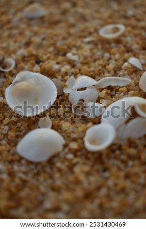 These beautiful shells, captured in a close-up, remind us of the serene beaches and the gentle whispers of the sea. Let's cherish the little things that bring us joy! ☀️🏖️ #BeachVibes #NatureBeauty #