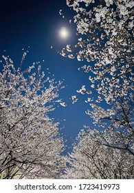 These are ￼cherry blossoms taken at night. The cherry blossoms, the dark night sky, and the moon are fantastic.