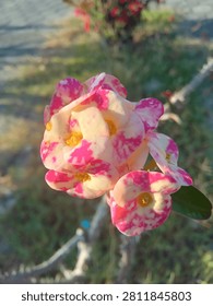 These bracts show a variegated pattern of creamy yellowish-white and vibrant magenta-pink patches, creating a speckled appearance. Small, yellowish central flower heads are clearly visible at the heart of each cluster of bracts. A single, dark green leaf is positioned to the right of the flowers. The entire flower cluster is illuminated by strong natural sunlight from the left, highlighting the textures of the petals. The background is composed of a very blurry mix of grey paved area and out-of-focus green grass and other foliage, providing a shallow depth of field. A few indistinct reddish flowers and dry twigs are discernible in the distance. The overall viewpoint is slightly from above, looking down on the flower cluster