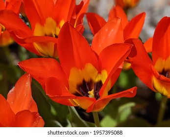 These Bright Tulips (glass Lamp Shade) Are Like Flames 