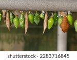 These butterfly pupae hang in a cupboard in the greenhouse at Vlinders aan de Vliet in Leidschendam (the Netherlands).