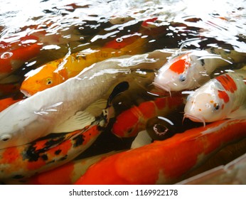 These are carps fish keep in the pond for tourist to visit and feed.