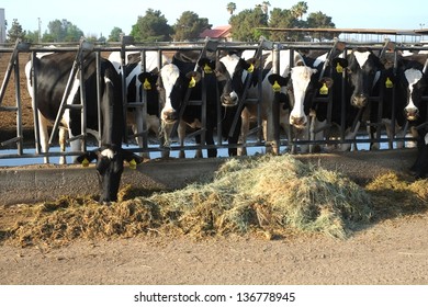 These Cattle Are Feeding At A Trough In A Large Central California Dairy Farm