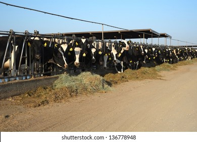 These Cattle Are Feeding At A Trough In A Large Central California Dairy Farm