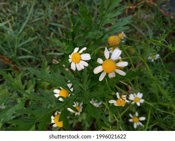 These Are Chamomile Flowers. The Picture Shoot On 22 June,2021 In District Swat, Pakistan.