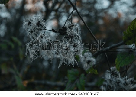 These are clematis seed heads, hairy plants, different plants in nature, seeds on the tree, hairy seed heads.
