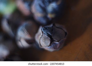 These Are Coconut Pistils That Fall Before Becoming Fruit. Suitable For Backgrounds, Illustrations, Biology Education Props, And Design Concepts.