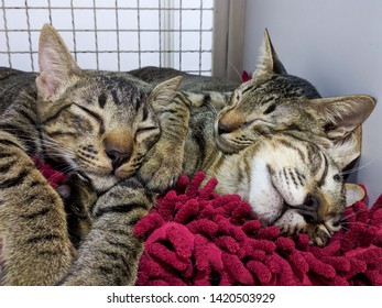 These Cute And Young Mackerel Tabby Siblings Sleep So Comfy On A Red Carpet, Cuddling Each Other In A Pet Adoption Event.