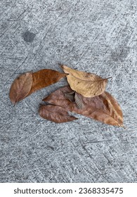These dry, withered leaves fall in the yard of the house - Shutterstock ID 2368335475