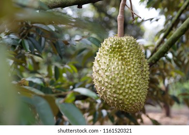 These durian fruits are waiting to be harvested. This kind of fruit is very delicious and famous fruit in Asia.