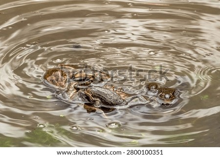 These frogs are engaged in breeding behavior, commonly seen in early spring as they emerge from hibernation. They resemble species like the Wood Frog or Common Frog, which are known for gathering in shallow, still water to mate and lay eggs.