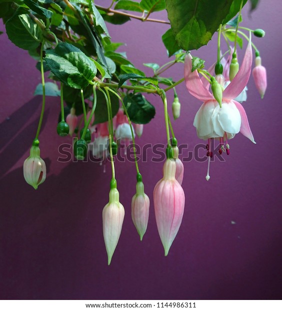 These Fuchsia Flower Species Decorative They Stock Photo Edit Now These Fuchsia Flower Species Decorative