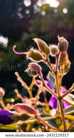 These furry plants are so cute