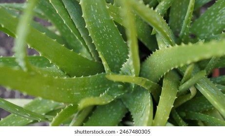 These are a large type of Aloe Vera Chinensis which are harvested from my garden, can be processed into juice drinks, aloe vera iced drinks, and other health foods, and can be used as masks face.