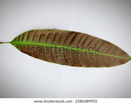
These are the leaves of a fruit whose scientific name is magnifera foutida. The fruit is similar to a mango, but a bit fibrous.
