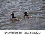 These male surf scoters are a type of sea duck that are particularly common on the coasts of Alaska. They are particularly frequent during the eulachon (candlefish or hooligan) run.