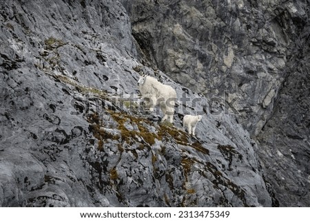 These mountain goats thriving in dire conditions on a cliff in glacier bay, alaska.