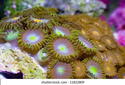 These Multi Colored Zoanthid Button Polyps Stock Photo 11822809 ...