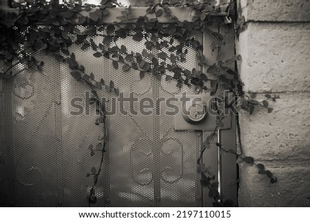 These are pictures of a backyard gate with some vines starting to overtaking it. It's been color corrected to look similar to wetplate or tintype photography.