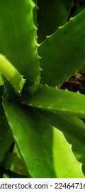 These polyphenols, along with several other compounds in aloe vera, help inhibit the growth of certain bacteria that can cause infections in humans. Aloe vera is known for its antibacterial, antiviral - Shutterstock ID 2246471611
