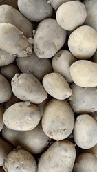 Das Sind Kartoffeln Auf Einem Wagen Mit Sichtbarem Boden