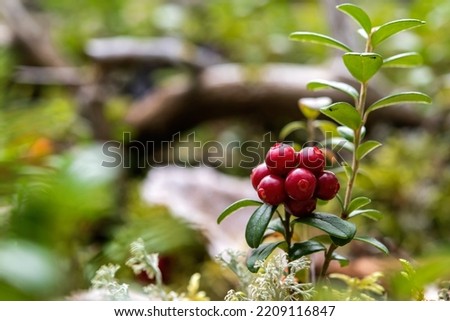 These red berries are lingonberries also known as cowberries. They are edible and taste very good. These photos are taken in the woods and they are colorful images. 