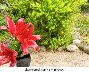 These are red flowers called red Casablanca.