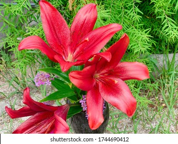 These are red flowers called red Casablanca.