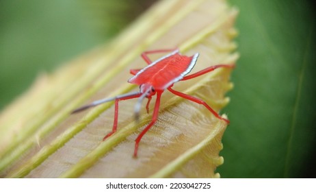 These Red Is Pentatomoidea Insect