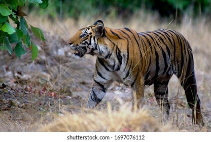 These Royal Bengal Tigers Are Found Largely In India And In Bhutan, Nepal, Myanmar, Bangladesh, And China, They Are Found In Smaller Quantities.