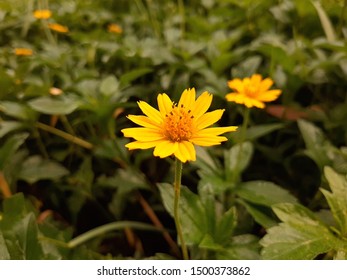 These Are Some Flowers All Around The Place In North East Of Thailand.They Have Been Shown All Day Time.For One Week Or More Than.Its Amazing!!!