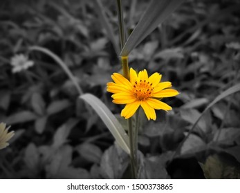 These Are Some Flowers All Around The Place In North East Of Thailand.They Have Been Shown All Day Time.For One Week Or More Than.Its Amazing!!!