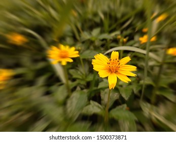 These Are Some Flowers All Around The Place In North East Of Thailand.They Have Been Shown All Day Time.For One Week Or More Than.Its Amazing!!!