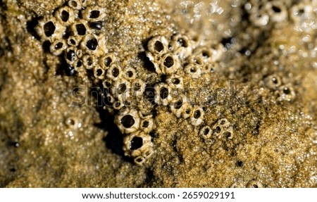 These tiny volcano-like structures are barnacles, marine crustaceans in the subclass Cirripedia. Anchored to rock surfaces, they feed by filtering plankton through feathery legs.