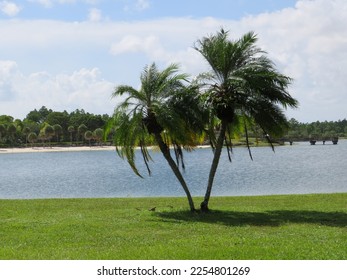 These are two palm trees side by side by the lake at Larry and Penny Thompson Park in Miami, Florida.