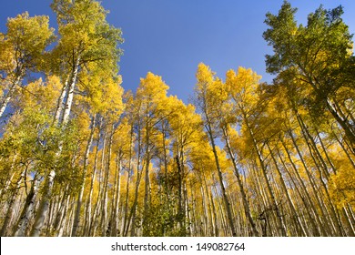 These Very Tall Fall Aspen Trees In Vail Colorado Stand Out Brightly Against A Rich Blue Sky.