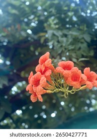 These vibrant orange, trumpet-shaped flowers grow in clusters and attract hummingbirds and bees. It's a fast-growing climbing vine, often seen adorning fences or trees in warm climates.

