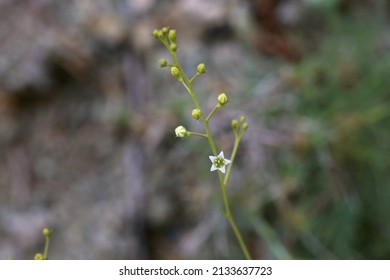 Thesium Divaricatum, Santalaceae.  Wild Plant Shot In Spring.