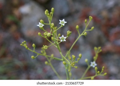 Thesium Divaricatum, Santalaceae.  Wild Plant Shot In Spring.