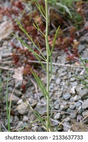 Thesium Divaricatum, Santalaceae.  Wild Plant Shot In Spring.