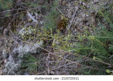 Thesium Divaricatum, Santalaceae.  Wild Plant Shot In Spring.