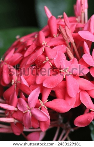 Thetti Poovu or Ixora coccinea , It is also known as Techi and Thatti in some regions. It is a shrub native to Asia with beautiful flowers 