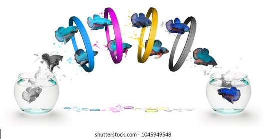 They are Fighting Fish jumping through four ring four Primary colors CMYK, white background. - Shutterstock ID 1045949548