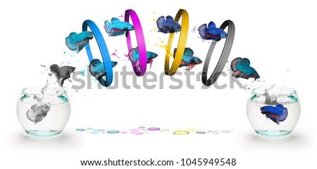 They are Fighting Fish jumping through four ring four Primary colors CMYK, white background.
