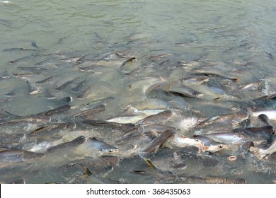 they fish